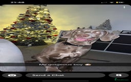 Weimaraner dogs for sale: Hugo  - Image 1