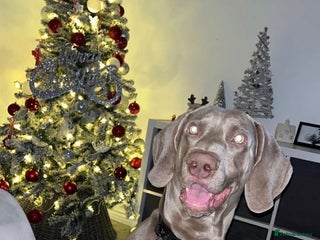 Weimaraner dogs for sale - Advert 1