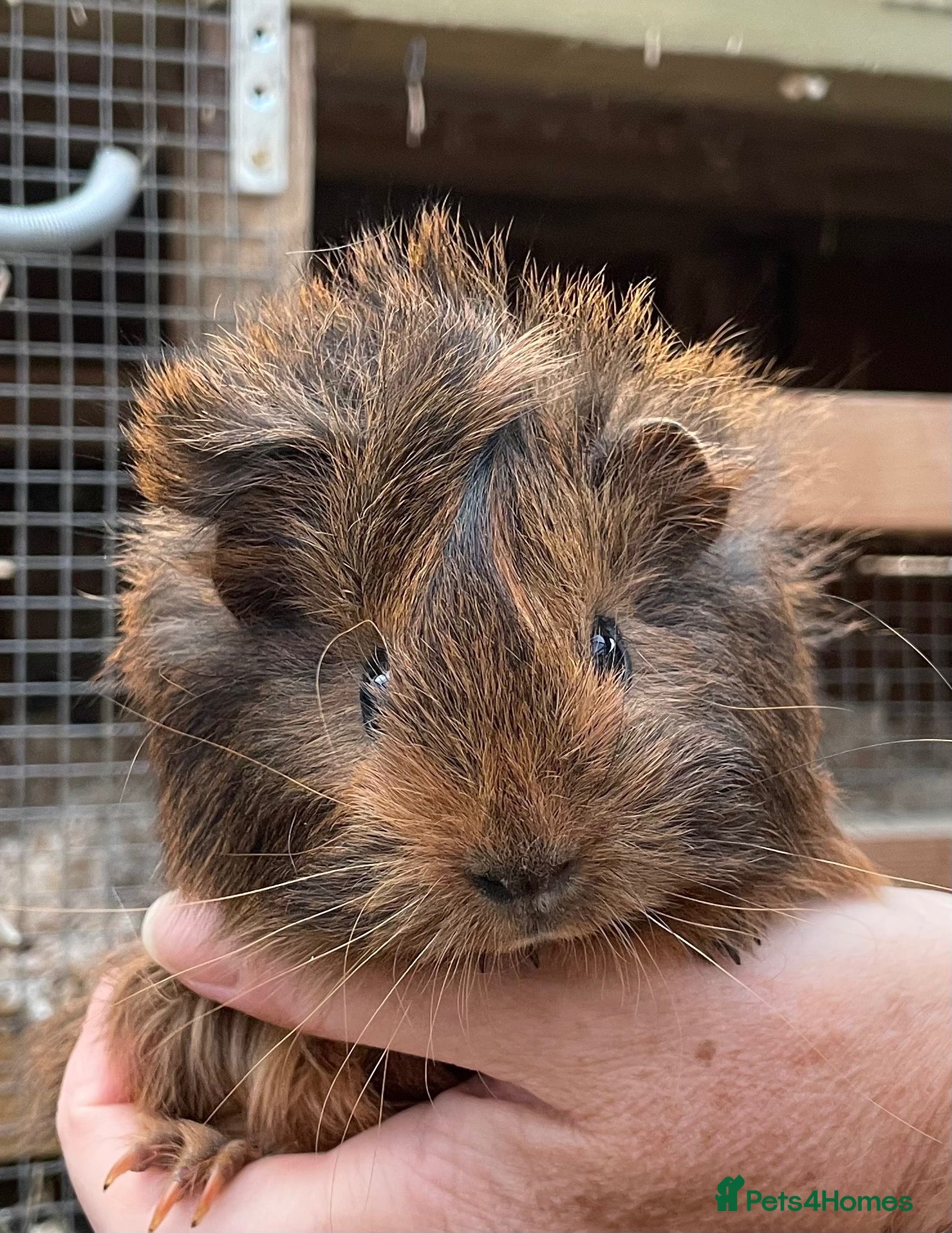 Guinea Pig rodents Stunning baby girl/sow guinea pigs - Advert 1