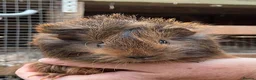 Guinea Pig rodents for sale: Stunning baby girl/sow guinea pigs - Advert 1