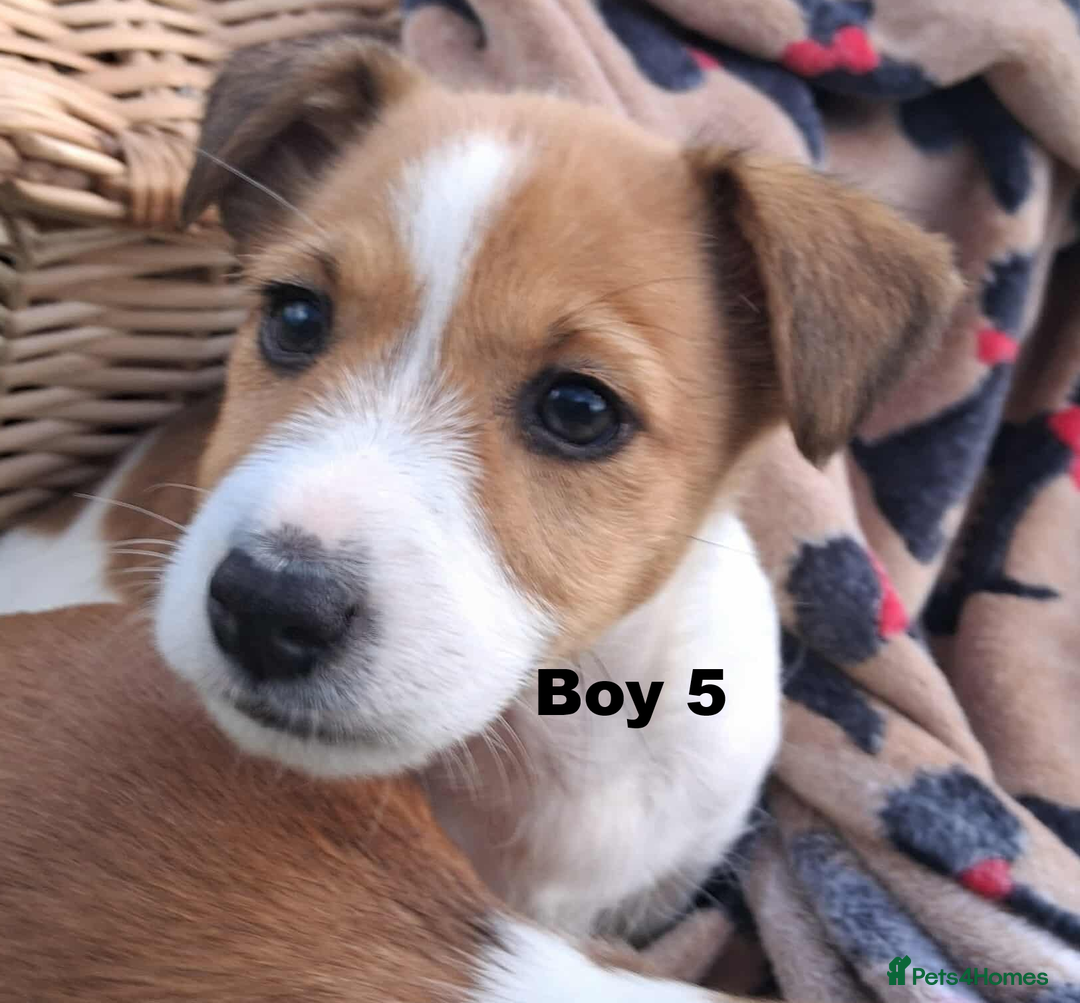 Jack Russell dogs for sale: Pure Jack Russell puppies - Image 6