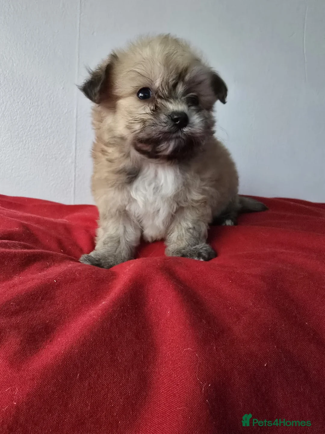 Yorkiepoo dogs for sale: Yorkiepoo puppies  - Advert 7