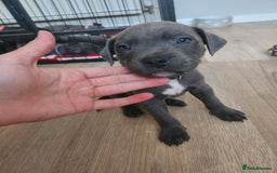Staffordshire Bull Terrier dogs for sale: Staffies  - Image 5