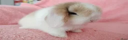 Mini Lop rabbits for sale: Baby mini lops for sale  - Advert 5