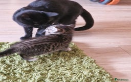 Mixed Breed cats for sale: Kittens - Image 5