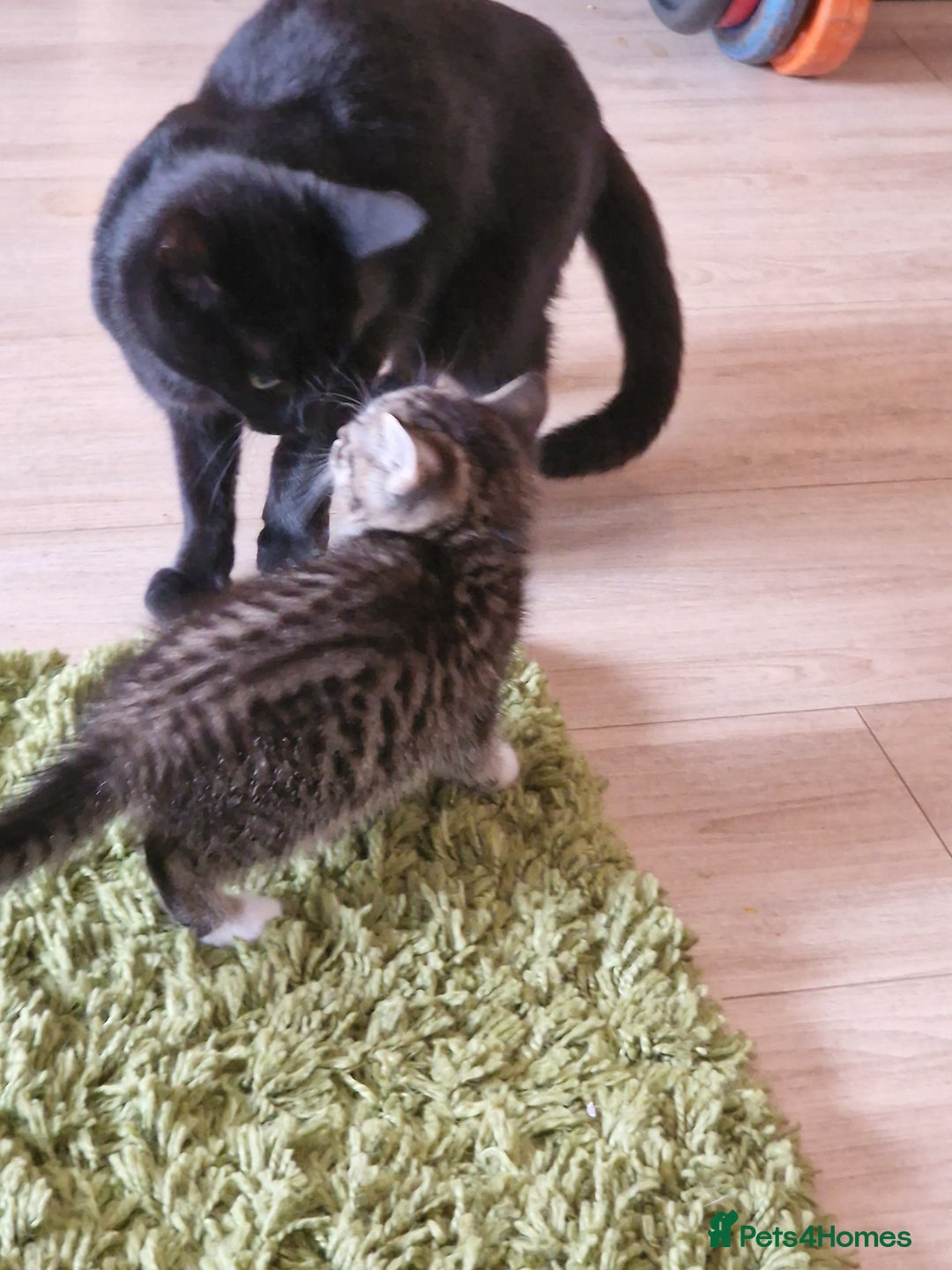 Mixed Breed cats for sale: Kittens - Image 5