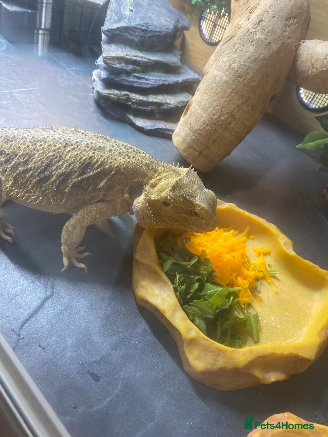 Bearded Dragon reptiles for sale: Bearded dragon and full set up  - Image 14