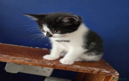 Mixed Breed cats for sale: Heart-Marked & Beautiful Kittens Ready - Image 27
