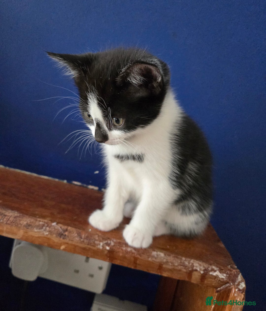 Mixed Breed cats for sale: Heart-Marked & Beautiful Kittens Ready - Image 27