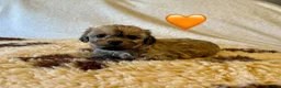 Mixed Breed dogs for sale: Beautiful Litter of Shihpoochon Puppies - Advert 9