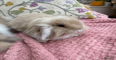 Mini Lop rabbits - Advert 2