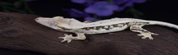 Gecko reptiles for sale: High end crested geckos - Advert 8