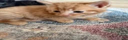 Mixed Breed cats for sale: 5 gorgeous kittens - Advert 5