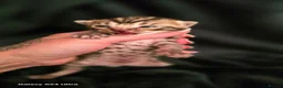 Mixed Breed cats for sale: Bengal X selkirk rex male kittens  - Advert 7
