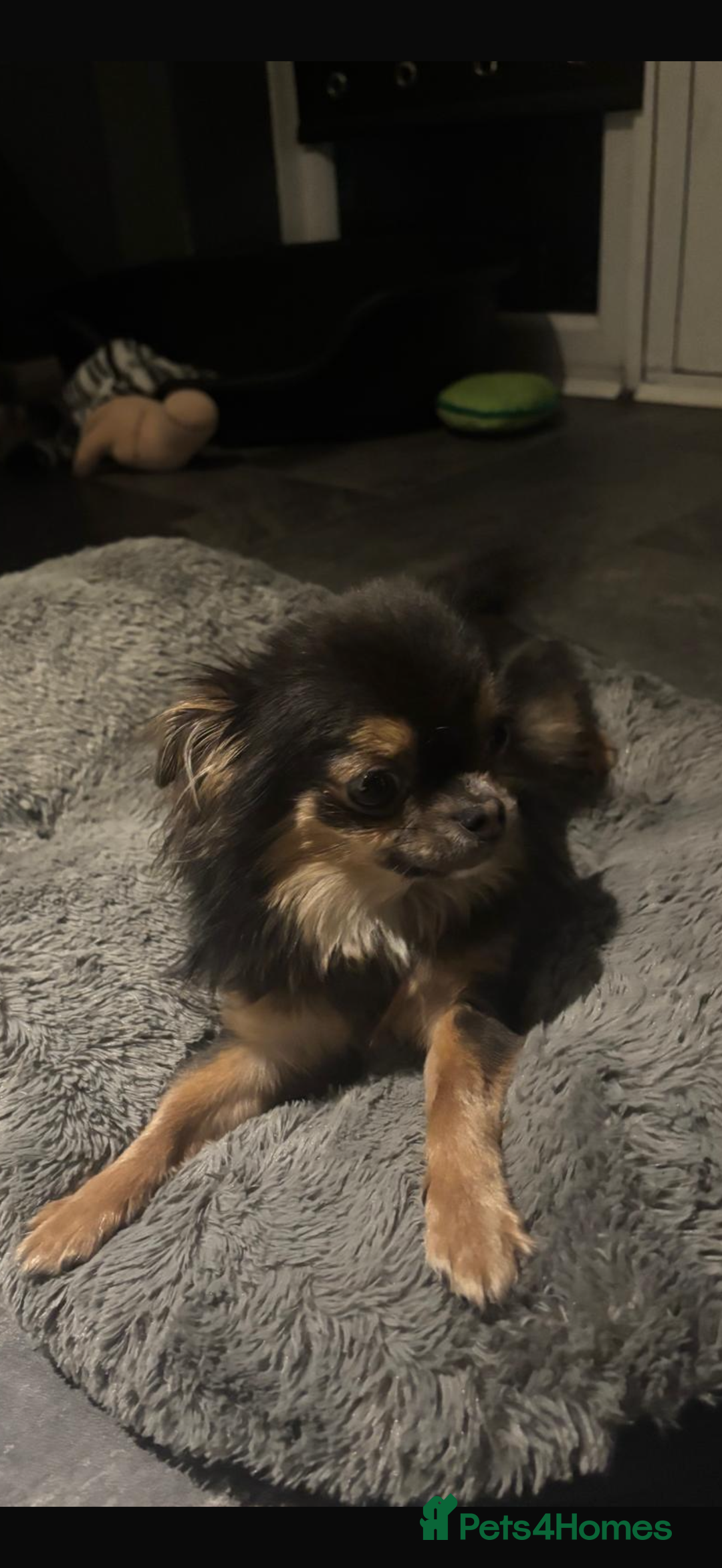 Chihuahua dogs for sale: Long haired female chihuahua - Advert 3