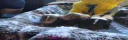 Ferret rodents for sale: Beautiful skunk kits  in Huddersfield - Advert 3