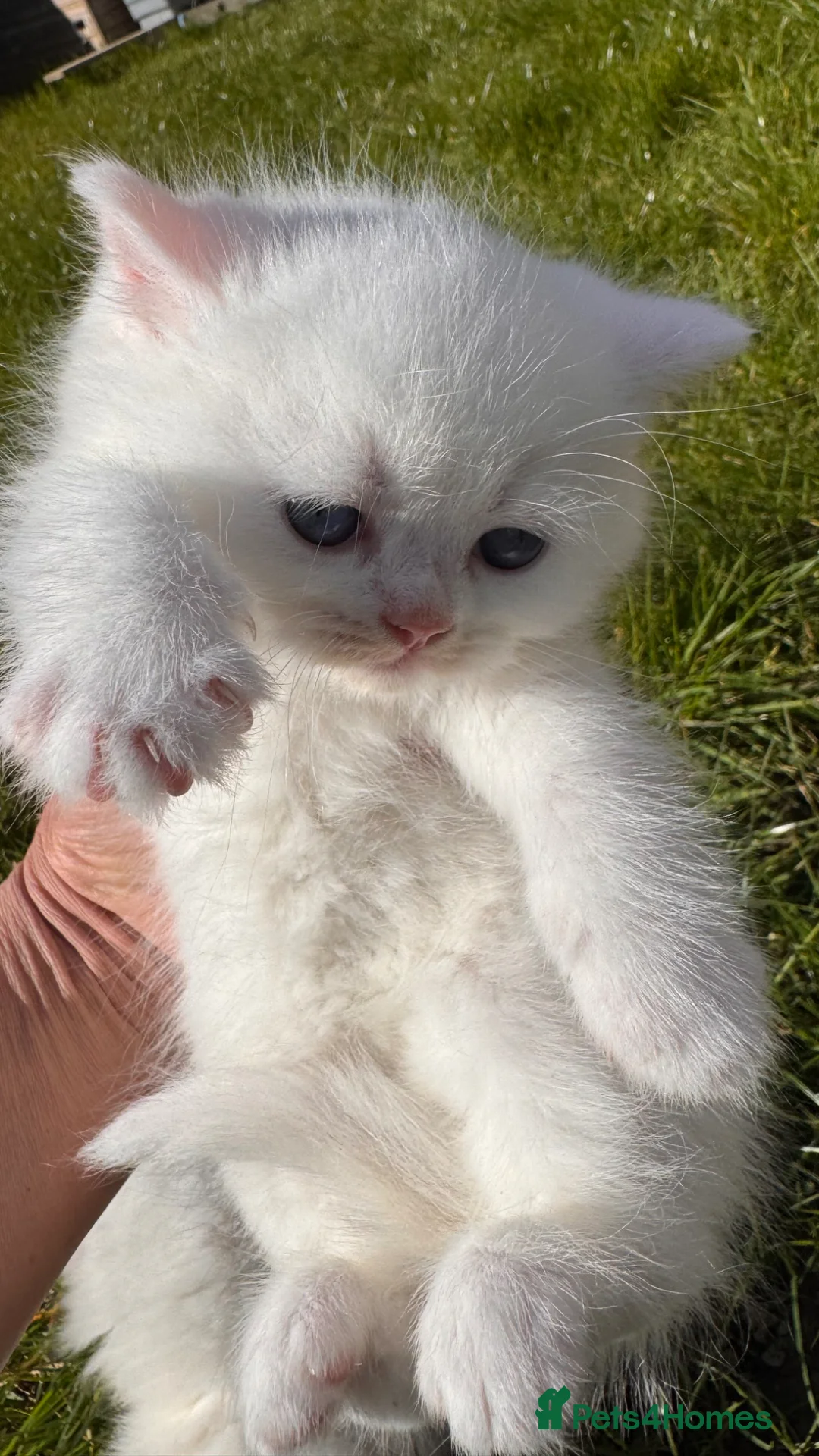 British Shorthair cats for sale: Adorable british short hair and long hair kittens - Advert 10