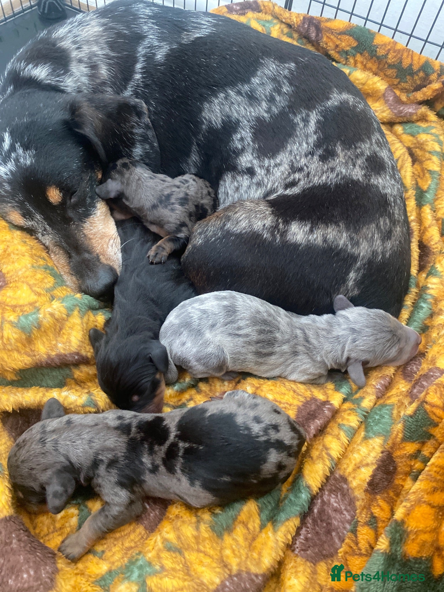 Dachshund dogs Tri colour dapple dachshund - Advert 17