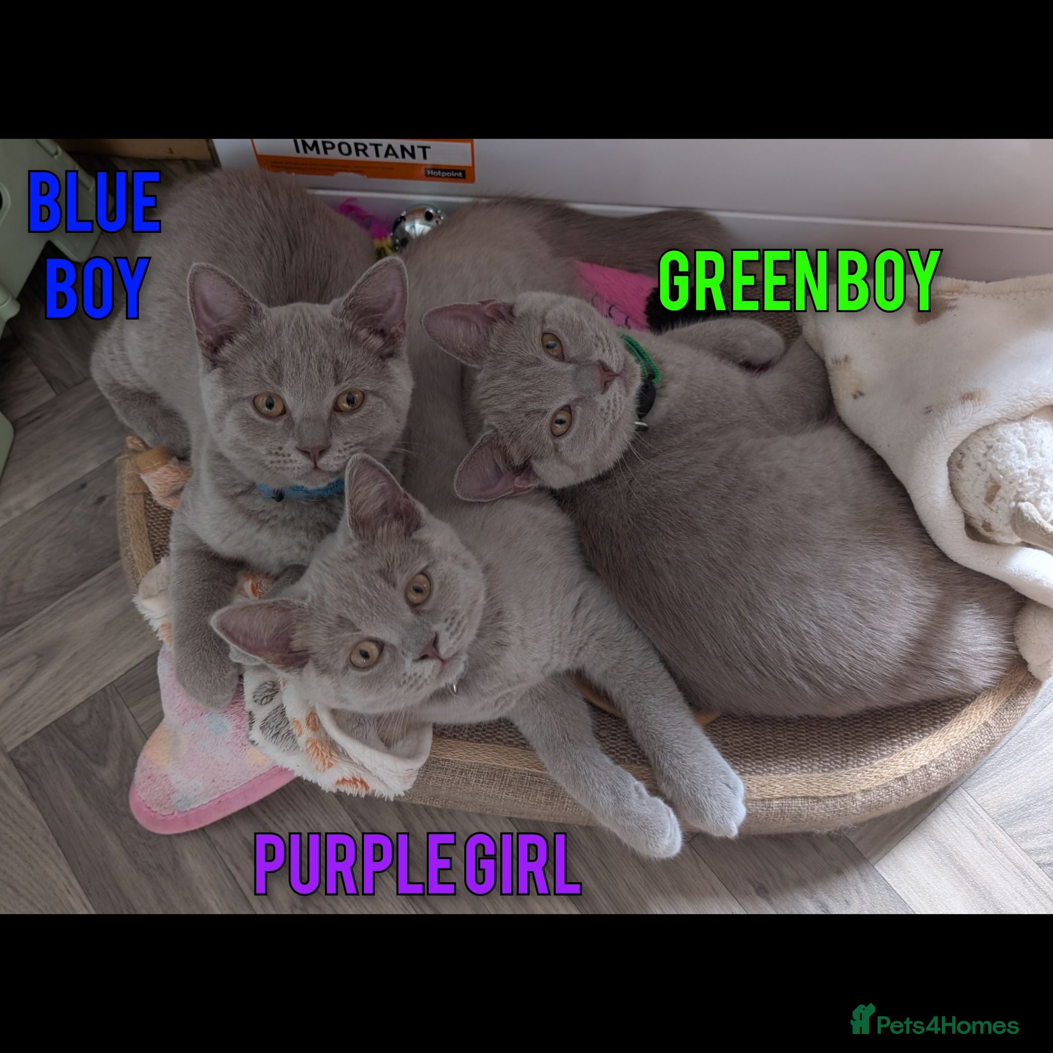 British Shorthair cats 1 Kitten Left - Lilac BSH Kitten For Sale - Advert 2