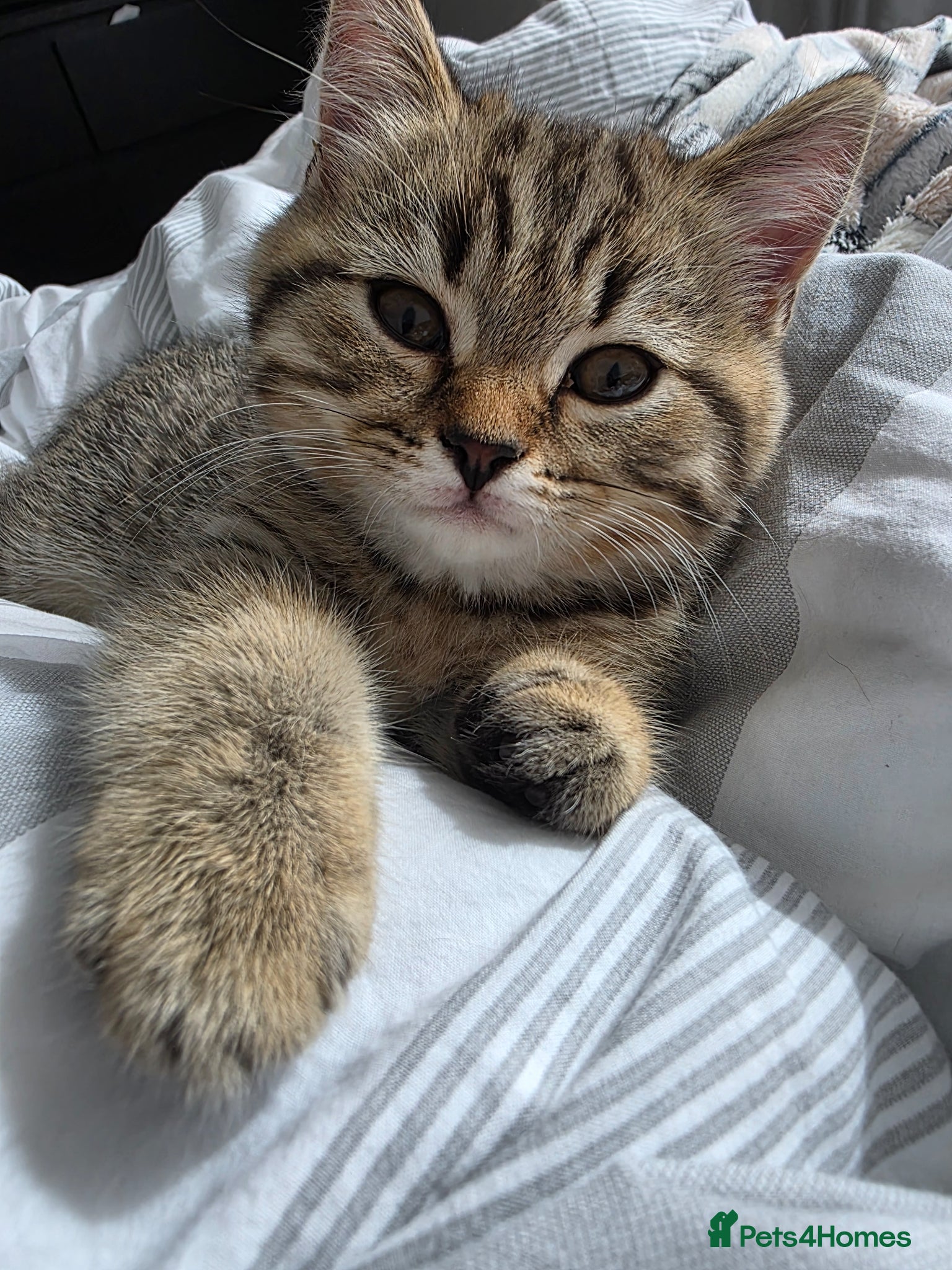 British Shorthair cats British shorthair kittens - Advert 10