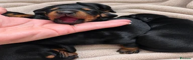 Dachshund 2