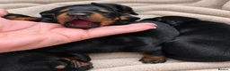 Dachshund dogs for sale: Beautiful dachshund puppies  - Advert 9
