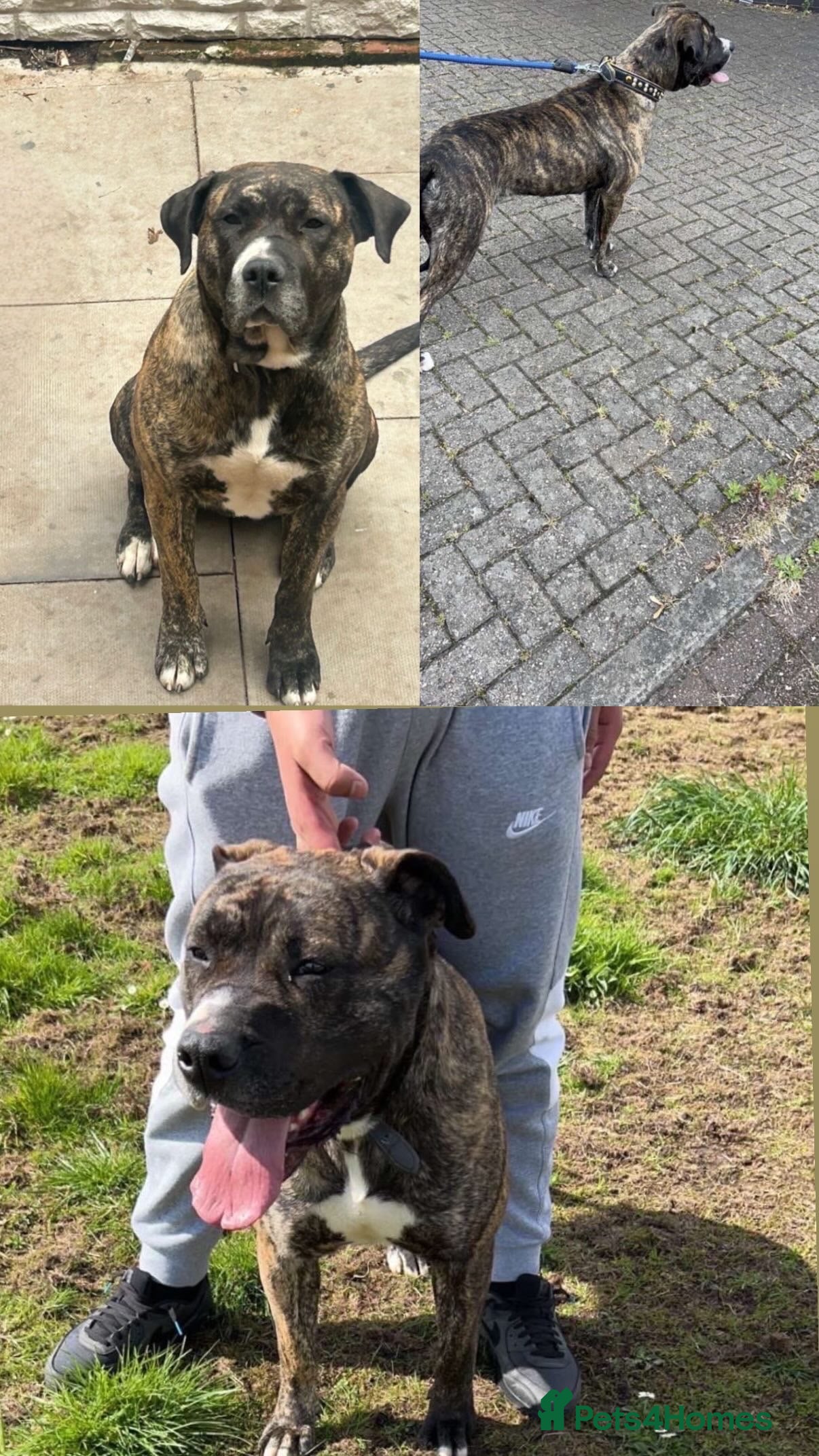 Presa Canario dogs Ground breaking presa Canario pups!! - Advert 5