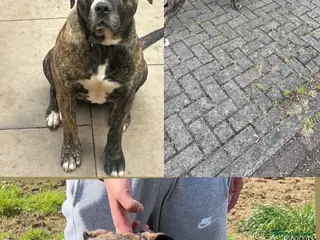 Presa Canario dogs Ground breaking presa Canario pups!! - Advert 5