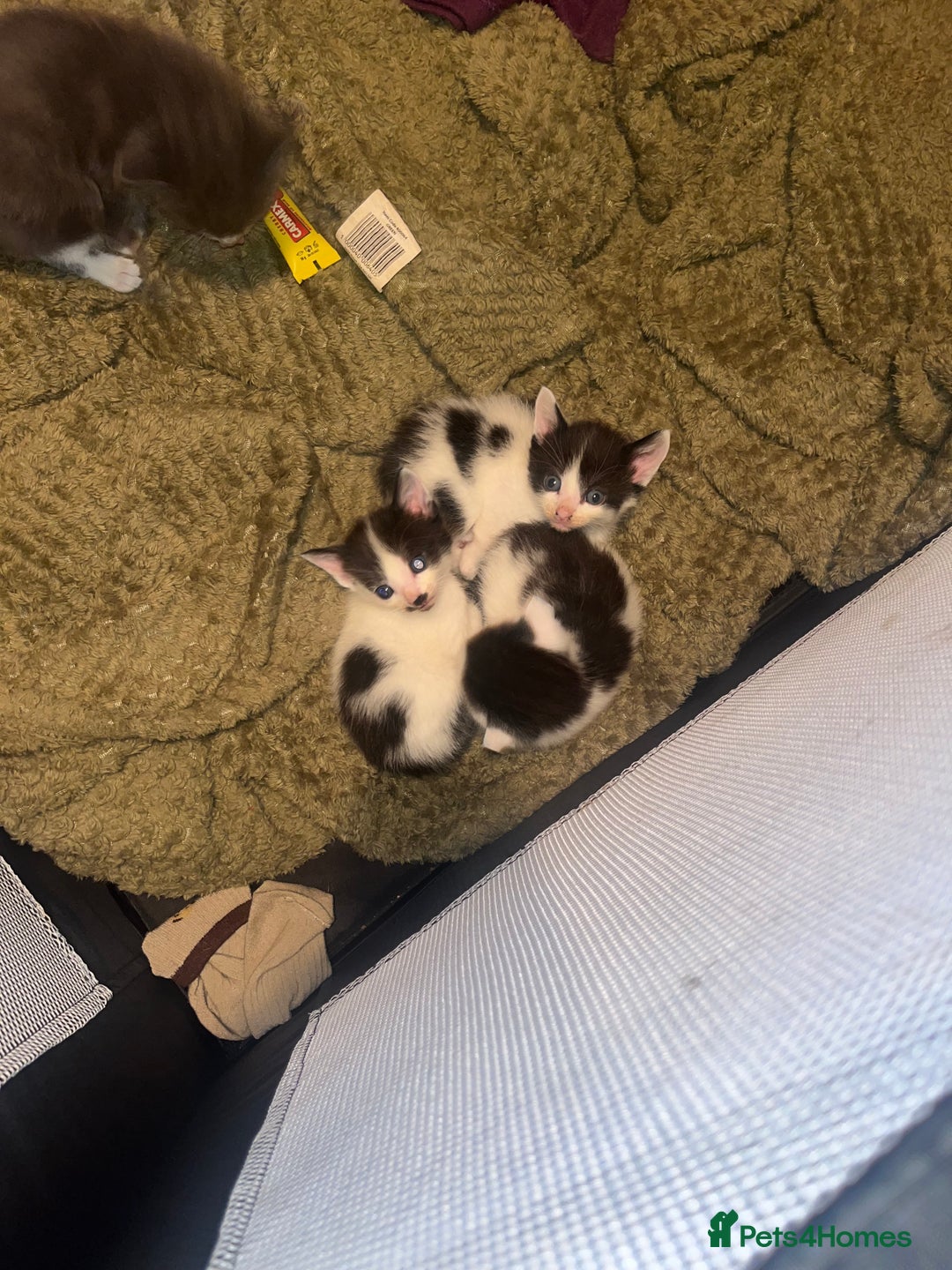 Mixed Breed cats for sale: 1 male 1 female 7 week old kitten  - Image 3