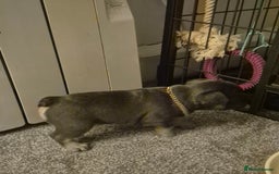 French Bulldog dogs for sale: Beautiful blue tan female french bulldog  - Image 2