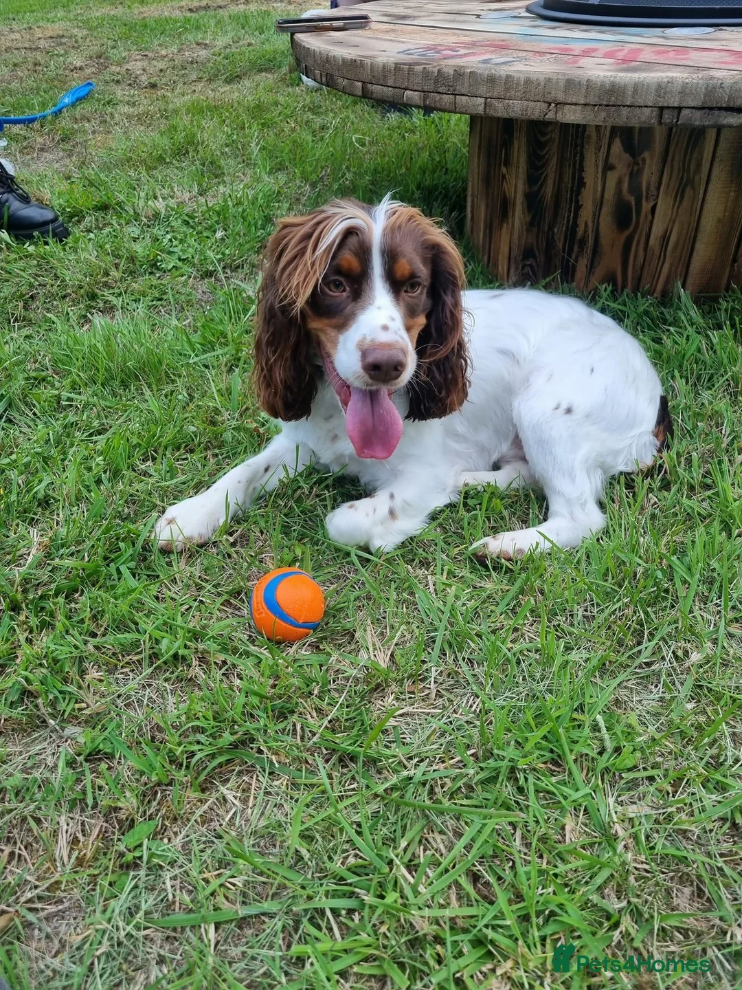 Cocker Spaniel dogs for stud: KC HEALTH TESTED PROVEN COCKER AT STUD in Shaftesbury - Advert 8