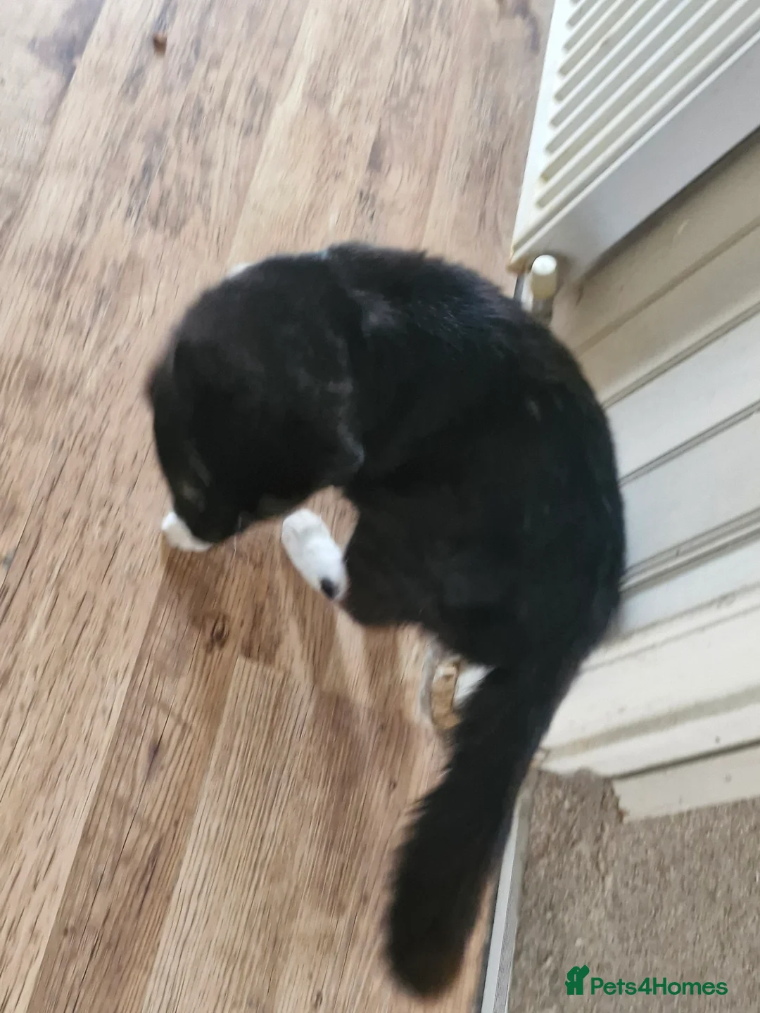 British Longhair cats for sale: Young male around 4 years old  - Advert 2