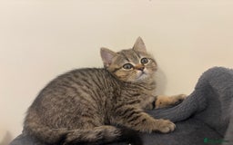 British Shorthair cats for sale: Ready to go BS kittens  - Image 20