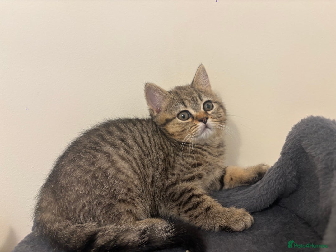 British Shorthair cats for sale: Ready to go BS kittens  - Image 20
