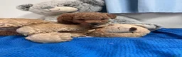 Miniature Poodle dogs for sale: 🐾 Adorable  Poodle Puppies for Sale! 🐾 - Advert 12