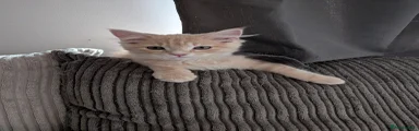Seb