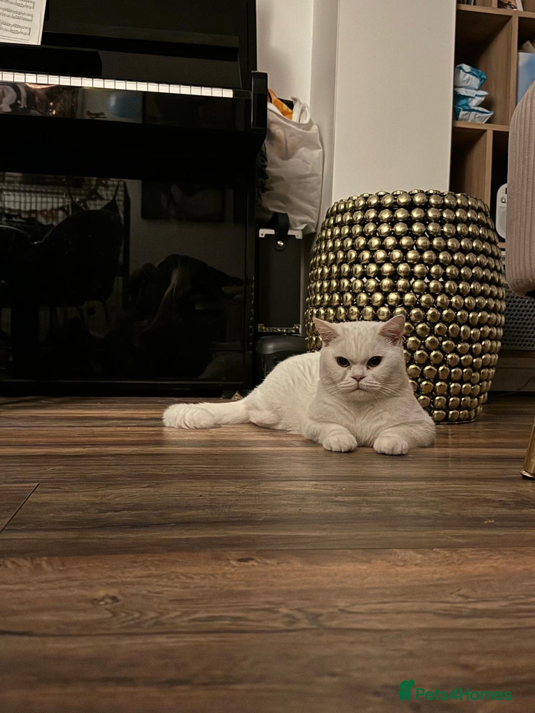 British Shorthair cats for sale: Last 2 stunning kittens BSH ready now - Advert 12