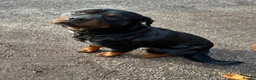 Rottweiler dogs for sale: Rottweiler puppies stunning pups born 4th Feb xx - Advert 9