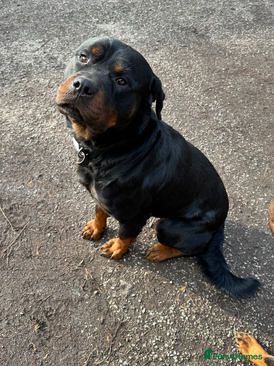 Rottweiler dogs for sale: Rottweiler puppies stunning pups born 4th Feb xx - Advert 9