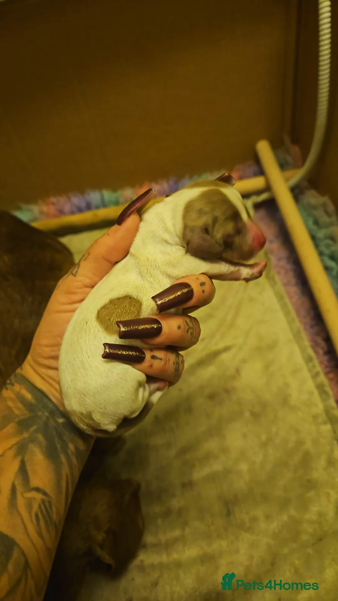 Miniature Dachshund dogs for stud: Chocolate tweed dapple mini daxy VERY EXPERIENCED in Bolton - Advert 8