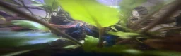 Shrimps fish for sale: Blue velvet shrimp neocaridina in Thornton Heath - Advert 12
