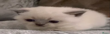 British Shorthair Colourpoint