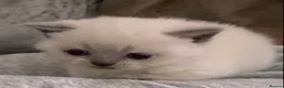 British Shorthair cats for sale: Stunning British shorthair Kittens **UNREGISTERED* - Advert 2