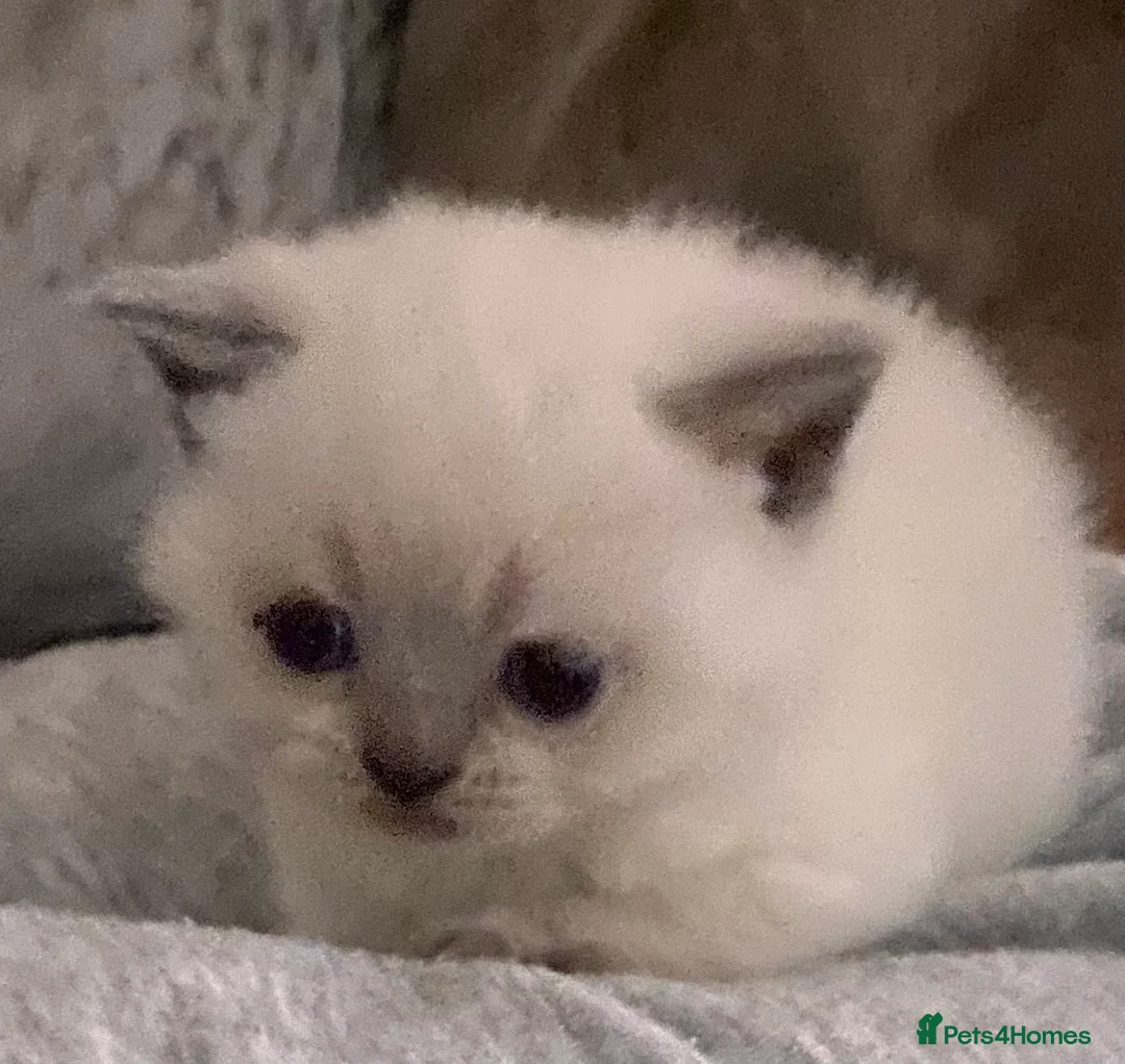 British Shorthair cats for sale: Stunning British shorthair Kittens **UNREGISTERED* - Advert 2