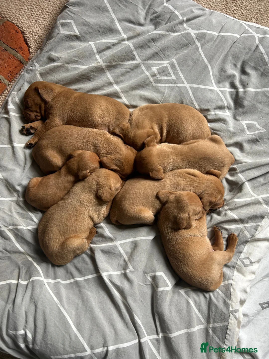 Mixed Breed dogs for sale: 8 beautiful red Vizslador puppies vizsla Labrador  in Ipswich - Advert 28