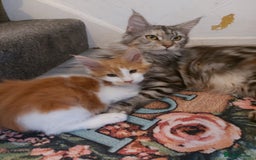 Maine Coon cats for sale: Beautiful XXL Maine-coon kittens 😸 ♥️  - Image 2