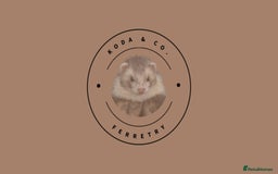 Ferret rodents for sale: ✨Potential 2026 breeding✨ - Image 1