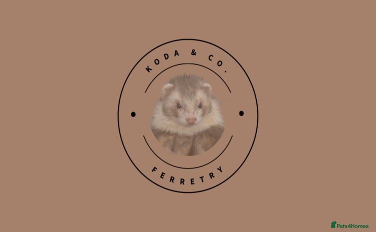 Ferret rodents - Advert 2