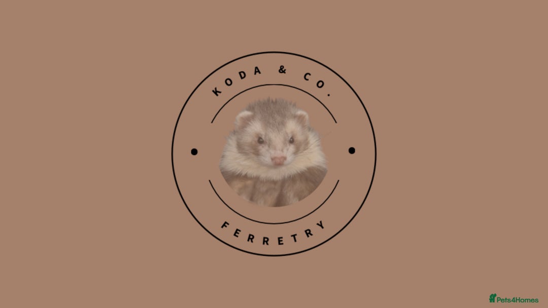 Ferret rodents for sale: ✨Potential 2026 breeding✨ - Image 1