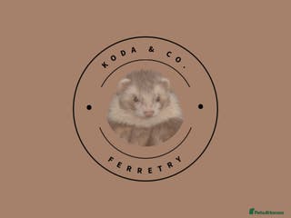 Ferret rodents ✨Potential 2026 breeding✨ - Advert 3